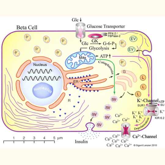 glucose induced insulin secretion in the pancreatic β cells