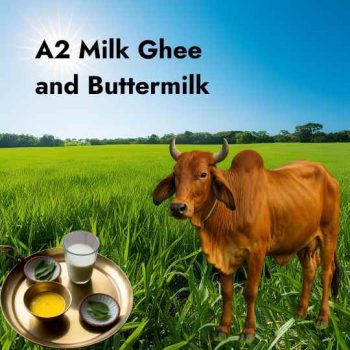 A2-Milk-Ghee-Butter-milk